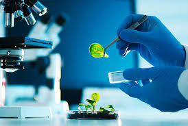 Plant Science and Biotechnology